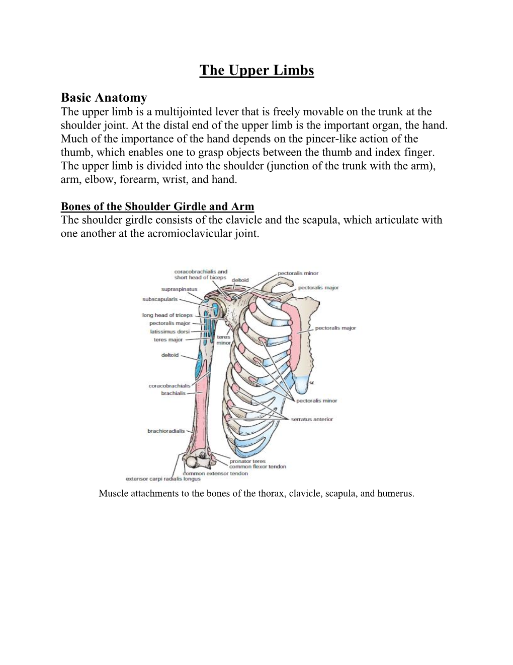 Brachial Plexus, Which Innervates the Upper Limb