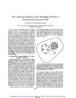 On a Special Condition of the Interphase Nucleus in Normal and Cancerous Cells*