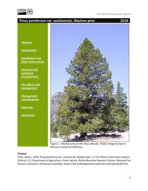 Pinus Ponderosa Var. Washoensis, Washoe Pine 2018