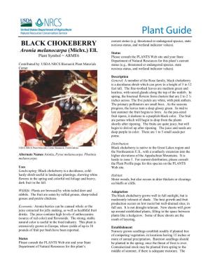 Black Chokeberry (Aronia Melanocarpa)