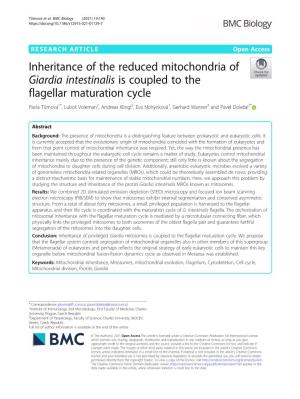 Inheritance of the Reduced Mitochondria of Giardia Intestinalis Is Coupled to the Flagellar Maturation Cycle