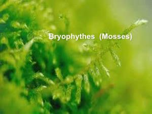 Bryophythes (Мosses) Place of Bryophytes