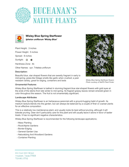 Buchanan's Native Plants Wisley Blue Spring Starflower