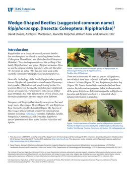 Wedge-Shaped Beetles (Suggested Common Name) Ripiphorus Spp. (Insecta: Coleoptera: Ripiphoridae)1 David Owens, Ashley N