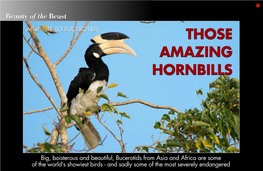 Those Amazing Hornbills