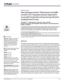 Talaromyces Marneffei Conidia from Myeloperoxidase-Dependent Neutrophil Fungicidal Activity During Infection Establishment in Vivo