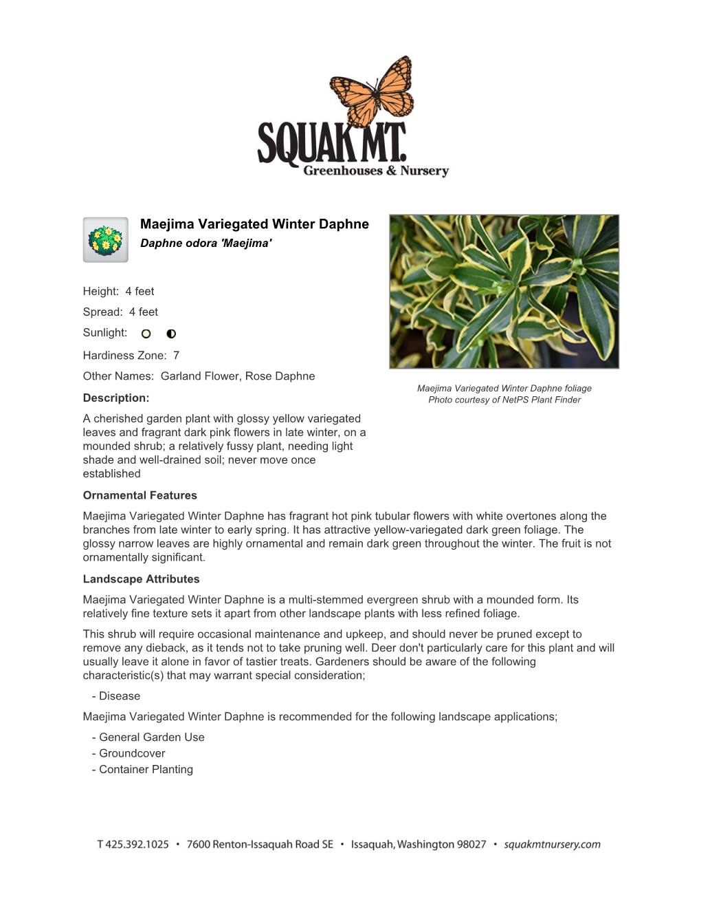 Squak Mountain Nursery Maejima Variegated Winter Daphne