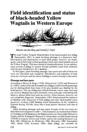 Field Identification and Status of Black-Headed Yellow Wagtails in Western Europe