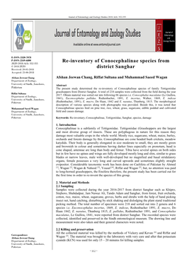 Re-Inventory of Conocephalinae Species from District Sanghar