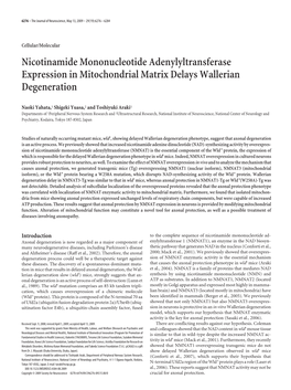 Nicotinamide Mononucleotide Adenylyltransferase Expression in Mitochondrial Matrix Delays Wallerian Degeneration