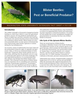 Blister Beetles: Pest Or Beneficial Predator?