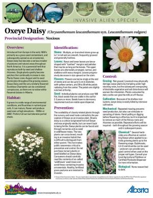 Oxeye Daisy(Chrysanthemum Leucanthemum Syn.Leucanthemum