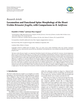 Locomotion and Functional Spine Morphology of the Heart Urchin Brisaster Fragilis, with Comparisons to B. Latifrons