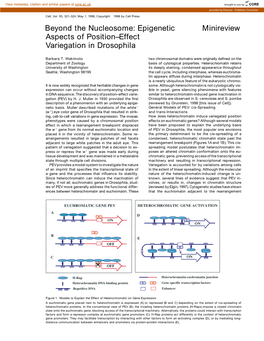 Epigenetic Minireview Aspects of Position–Effect Variegation in Drosophila