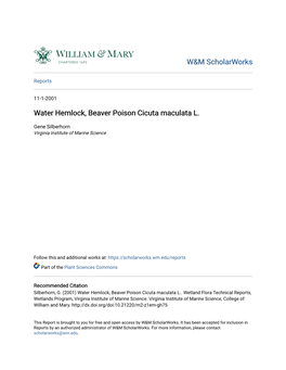 Water Hemlock, Beaver Poison Cicuta Maculata L