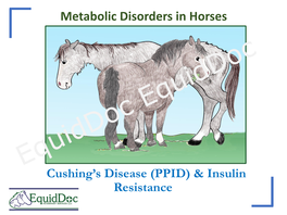 Cushing's Disease (PPID) & Insulin Resistance