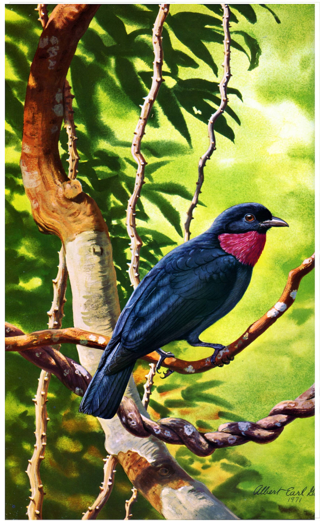 Observations on the Purple-Throated Fruitcrow in Guyana