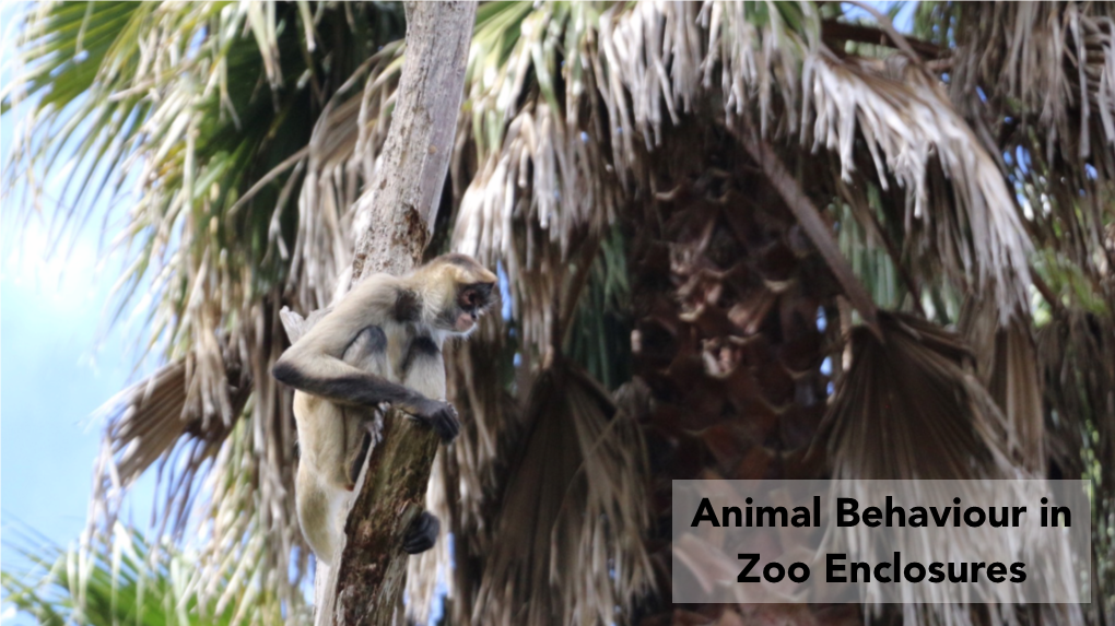 Animal Behaviours in Zoos