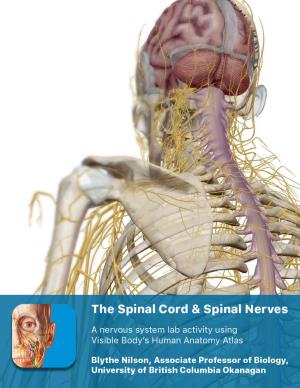 Brain Spinal Nerves Spinal Cord (Dura Mater)