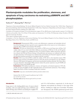 Plantamajoside Modulates the Proliferation, Stemness, and Apoptosis of Lung Carcinoma Via Restraining P38mapk and AKT Phosphorylation