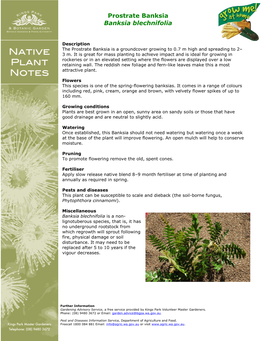 Banksia Blechnifolia Plant Notes