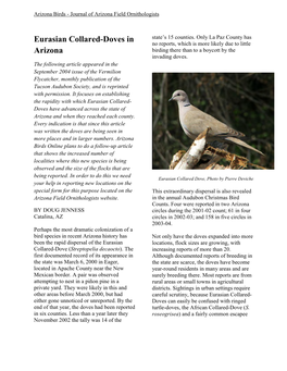 Eurasian Collared-Dove in Arizona