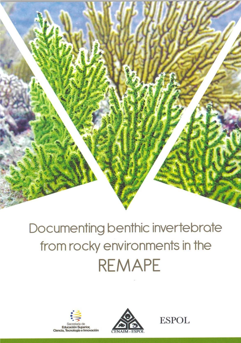 Documenting Benthic Invertebrate from Rocky Environments in the REMAPE