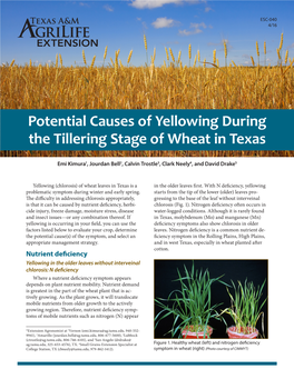 Potential Causes of Yellowing During the Tillering Stage of Wheat in Texas