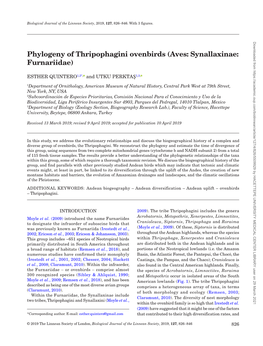 Phylogeny of Thripophagini Ovenbirds (Aves: Synallaxinae: Furnariidae)