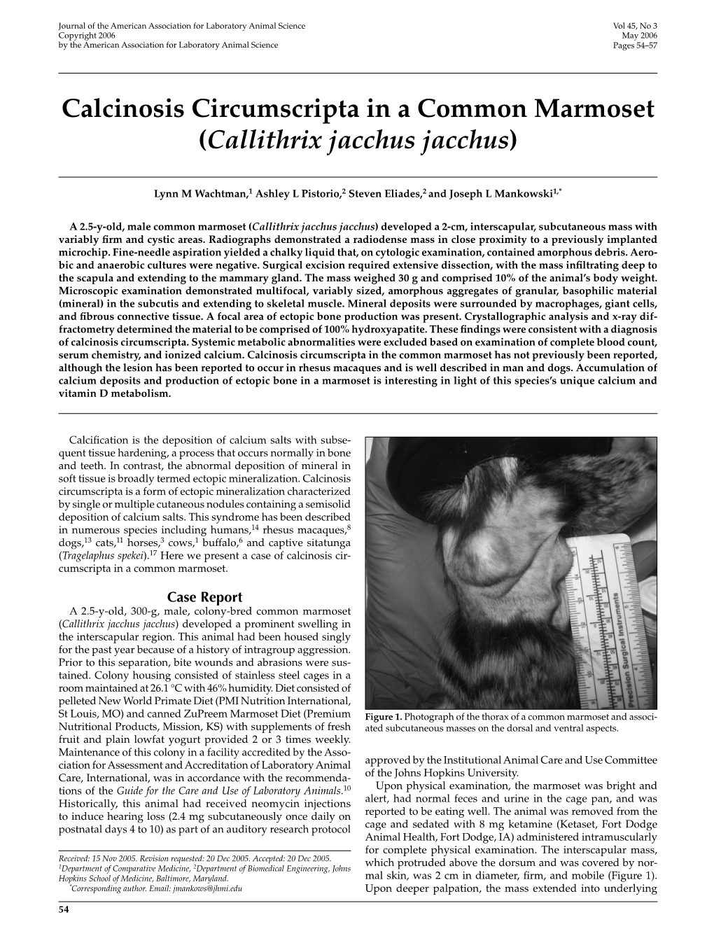 Calcinosis Circumscripta in a Common Marmoset (Callithrix Jacchus Jacchus)