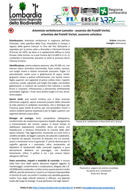 Artemisia Verlotiorum Lamotte - Assenzio Dei Fratelli Verlot, Artemisia Dei Fratelli Verlot, Assenzio Selvatico