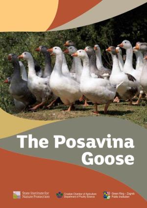 The Posavina Goose