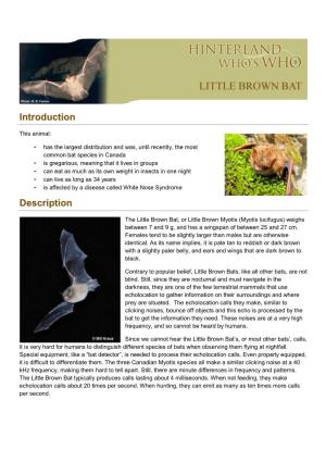 Little Brown Bat, Or Little Brown Myotis (Myotis Lucifugus) Weighs Between 7 and 9 G, and Has a Wingspan of Between 25 and 27 Cm