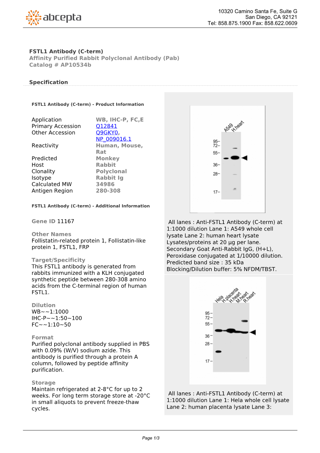 FSTL1 Antibody (C-Term) Affinity Purified Rabbit Polyclonal Antibody (Pab) Catalog # Ap10534b