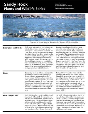 Seals in Sandy Hook Waters
