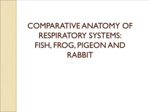 Comparative Anatomy of Respiratory Systems: Fish, Frog, Pigeon and Rabbit