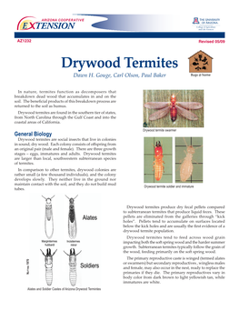 Drywood Termites Dawn H