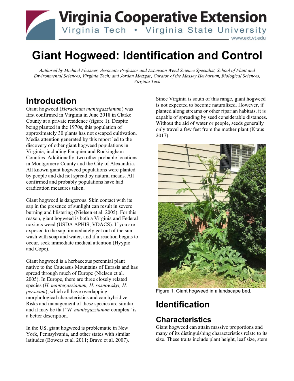 Giant Hogweed: Identification and Control