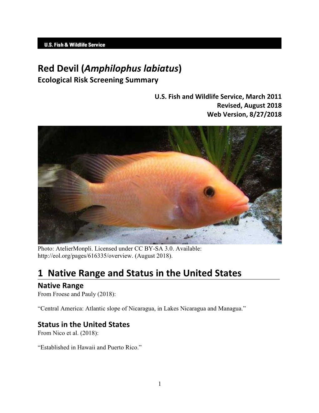 Amphilophus Labiatus) Ecological Risk Screening Summary