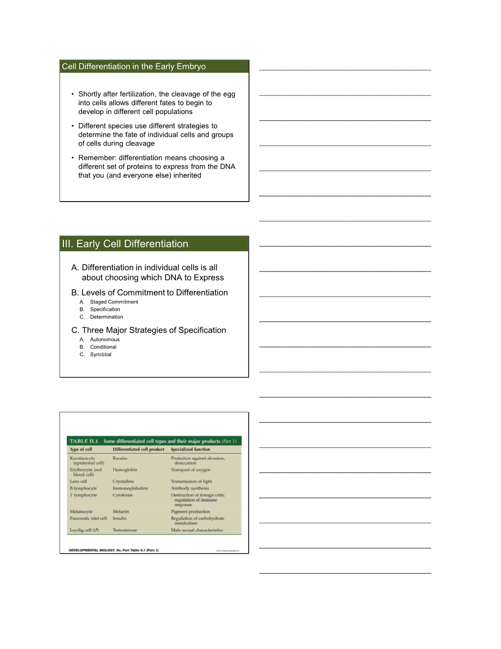 III. Early Cell Differentiation ______