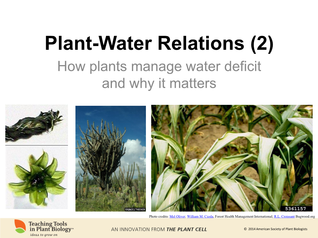 2-how-plants-manage-water-deficit-and-why-it-matters-docslib