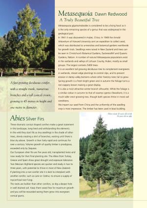 Metasequoia Dawn Redwood a Truly Beautiful Tree