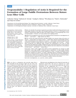 Tropomodulin 1 Regulation of Actin Is Required for the Formation of Large Paddle Protrusions Between Mature Lens Fiber Cells