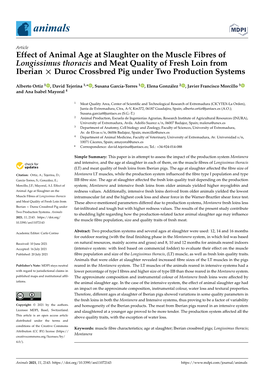 Effect of Animal Age at Slaughter on the Muscle Fibres of Longissimus