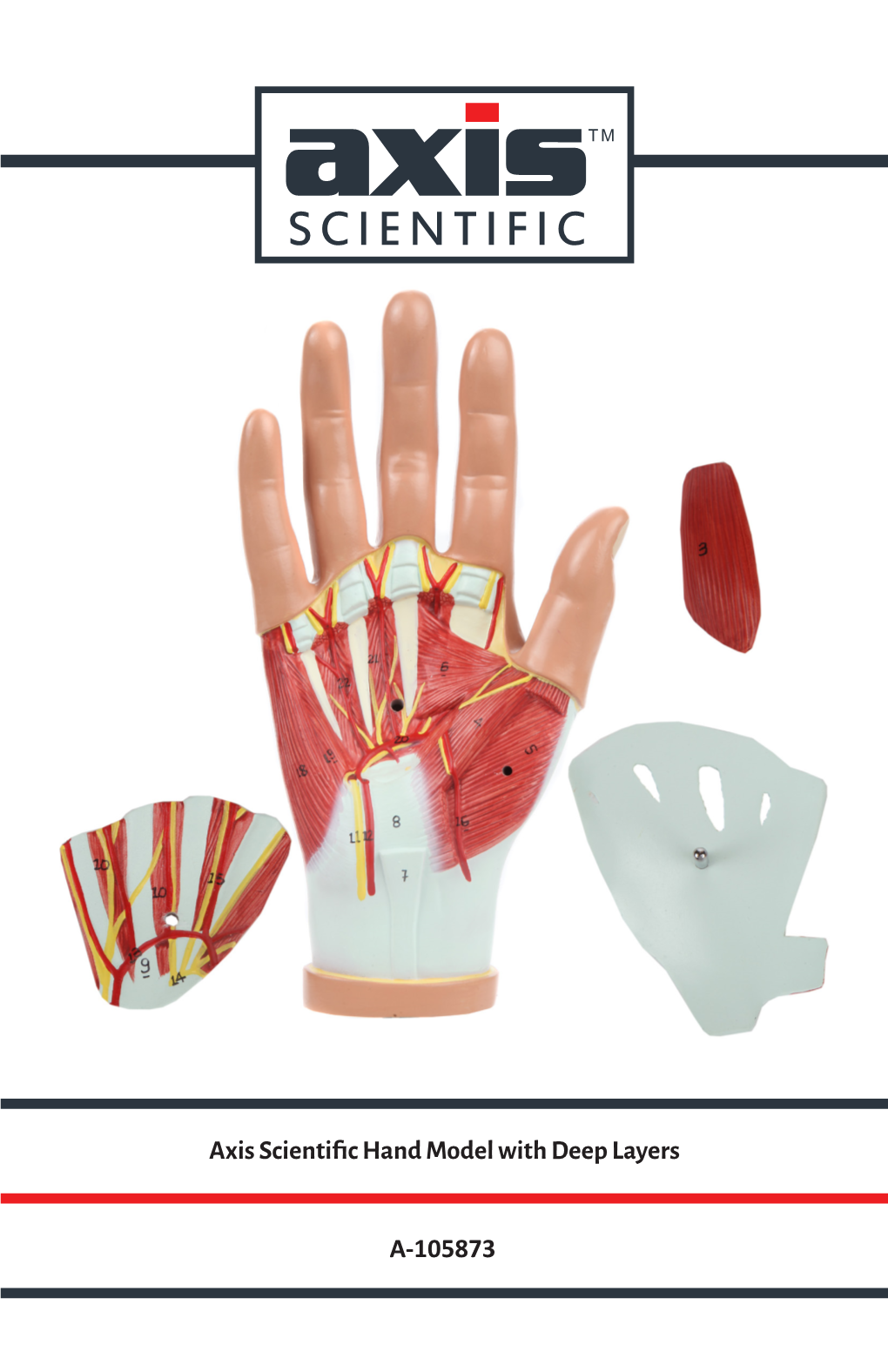 Axis Scientific Hand Model with Deep Layers A-105873