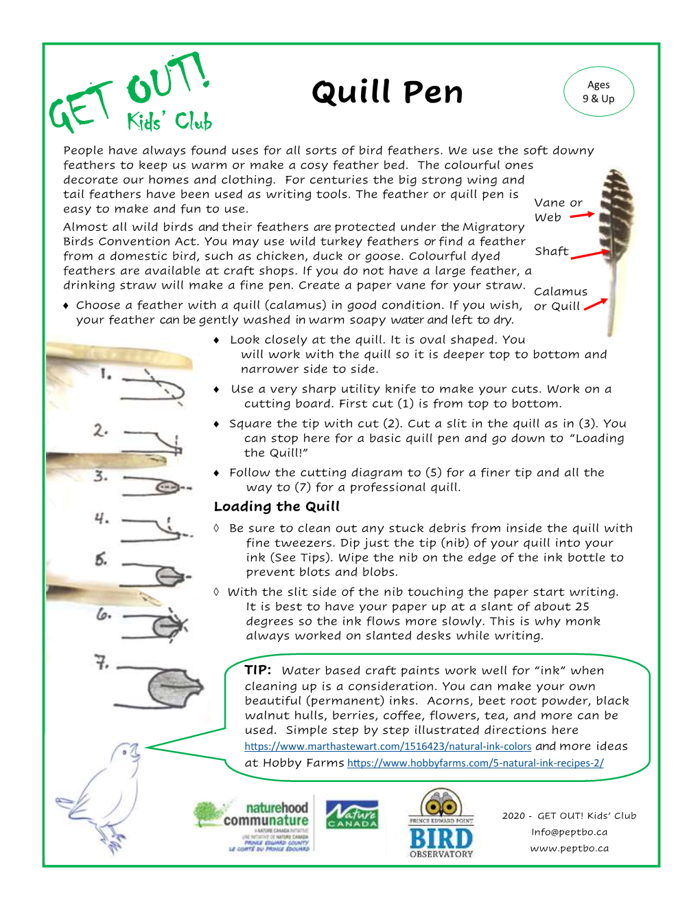 Quill Pen 9 & up Kids’ Club People Have Always Found Uses for All Sorts of Bird Feathers