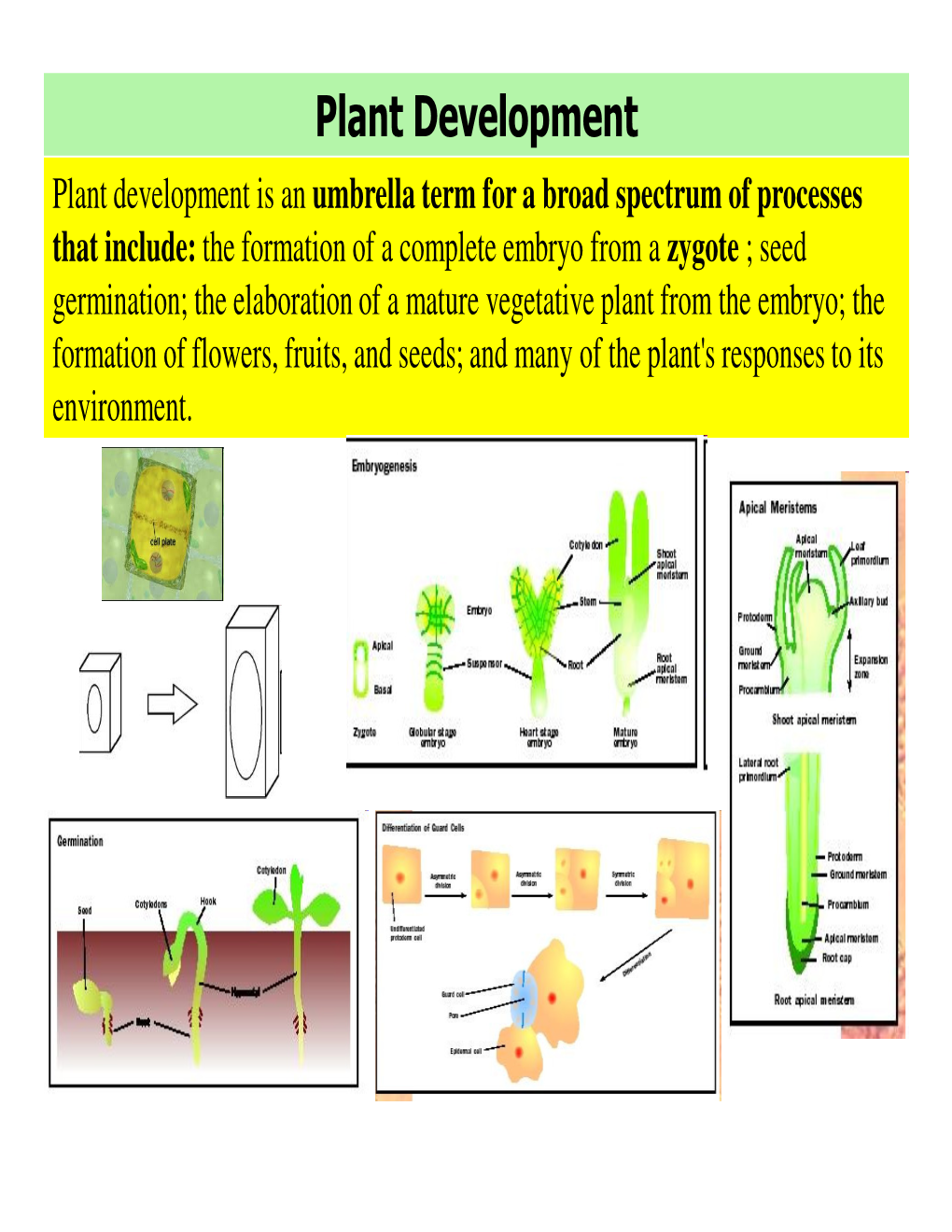 Plant Development