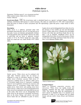 White Clover Trifolium Repens L