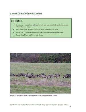 Lesser Canada Goose (Lesser)