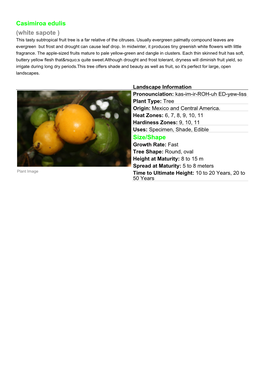 Casimiroa Edulis (White Sapote ) This Tasty Subtropical Fruit Tree Is a Far Relative of the Citruses